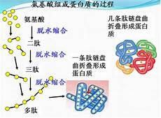 象字的部首和偏旁结构是什么